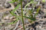 Yellow meadowbeauty